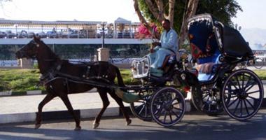 أرشيفية لعربة حنطور                                                                                                                                                                                     