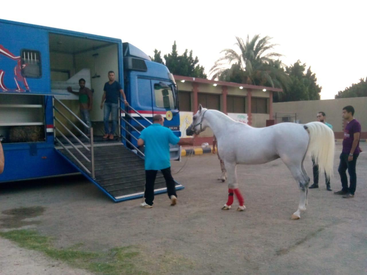 تصدير الخيول الى الأردن (1)                                                                                                                                                                             