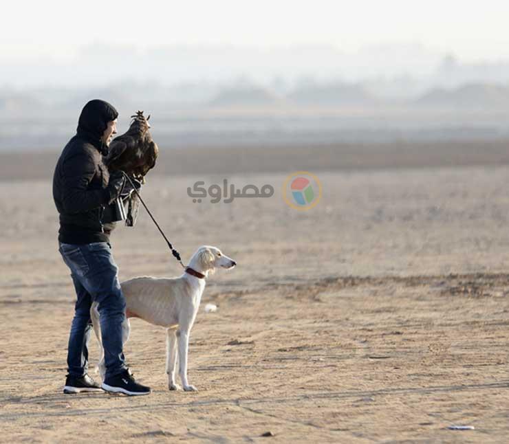 الاحتفال بيوم الصقارة العالمي في صحراء برج العرب (1)                                                                                                                                                    