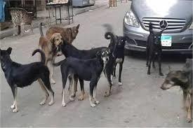 بعد الأزمة الأخيرة.. 5 شروط أساسية لتصدير الكلاب والقطط خارج مصر 