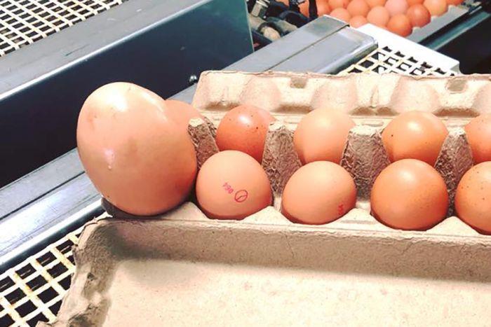 البيضة مقارنة بالحجم العادي                                                                                                                                                                             
