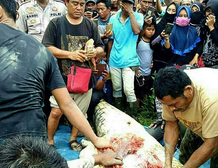  شرطة إندونيسيا تعثر على "نصف رجل" في بطن تمساح                                                                                                                                                         