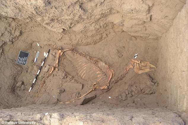 عظام حصان عمرها 3 آلاف عام (1)                                                                                                                                                                          