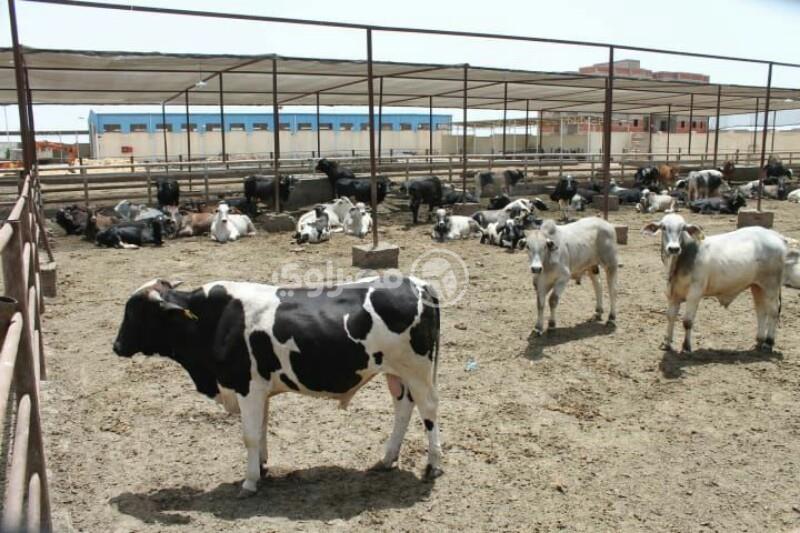 حظائر محطة تسمين الماشية في بورسعيد                                                                                                                                                                     