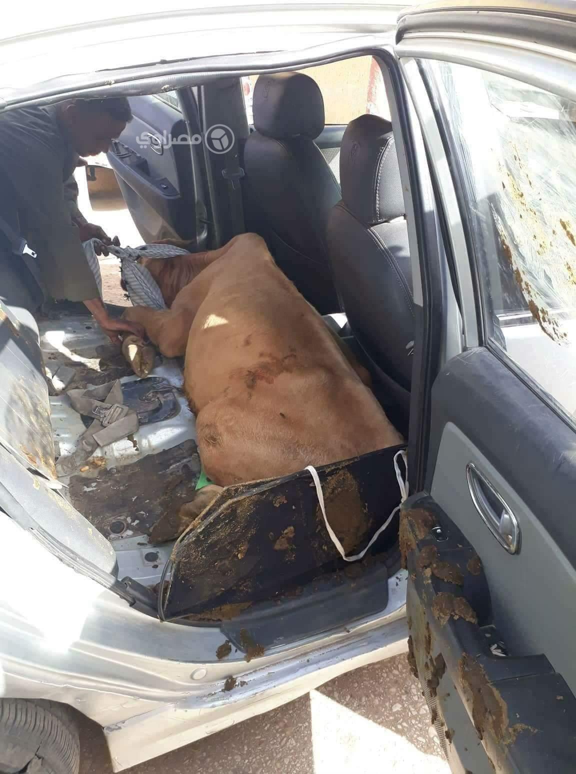 البقرة مستلقية داخل السيارة                                                                                                                                                                             