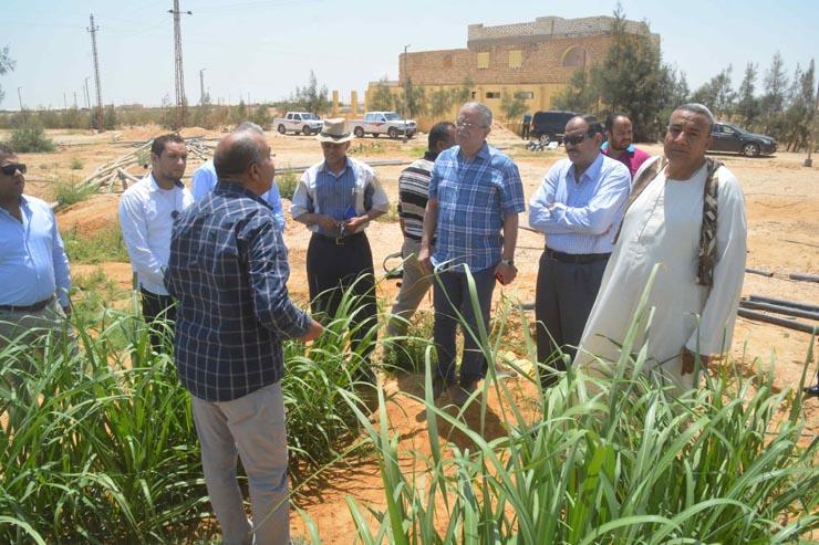 محافظ المنيا يتفقد إحدى زراعات قصب السكر بالصحراي                                                                                                                                                       