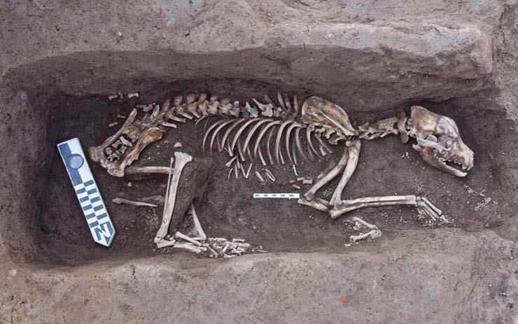 دفنات آدمية وحيوانية ترجع لعصر ما قبل الأسرات بالدقهلية                                                                                                                                                 