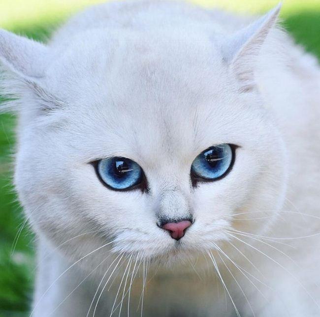   قطة تسحر مئات الآلاف بعيونها الزرقاء                                                                                                                                                                  