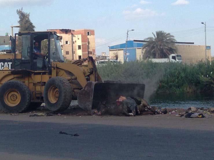 انتشال حيوان نافق من ترعة المنصورية (1)