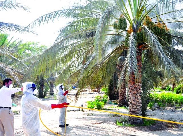 رش 7400 نخلة ضد مرض الإيدز والآفات في حملة بالوادي الجديد رش 7400 نخلة ضد مرض الإيدز والآفات في حملة بالوادي الجديد