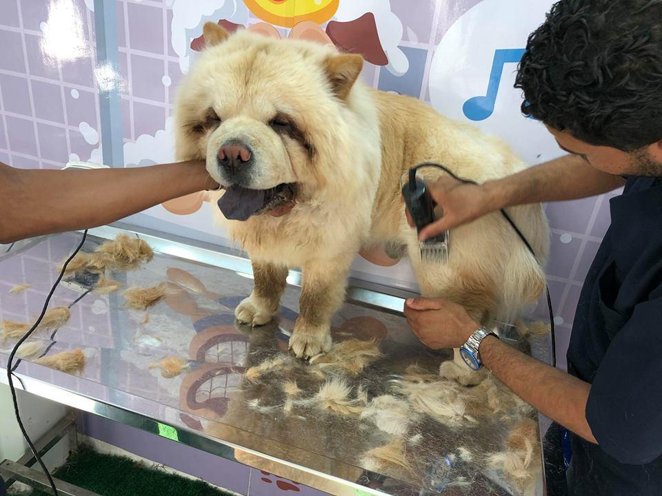 سيارة مُتنقلة لرعاية وتجميل الكلاب في شوارع القاهرة (1)                                                                                                                                                 