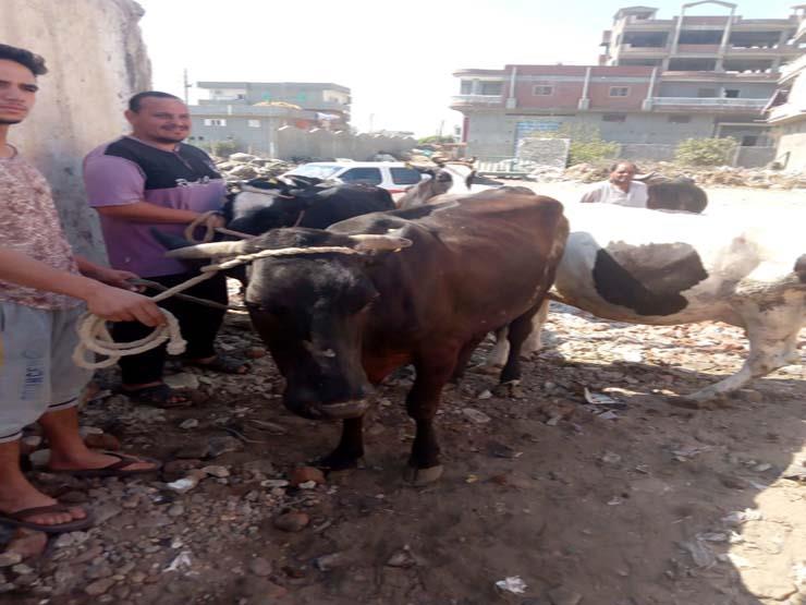 حملات بيطرية لتحصين الماشية ضد الحمى القلاعية بالمحافظات (1)                                                                                                                                            