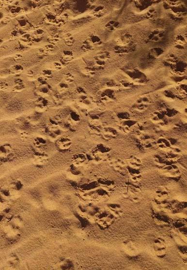 آثار ذئاب تعيش في نفس المنطقة بصحراء الفيوم