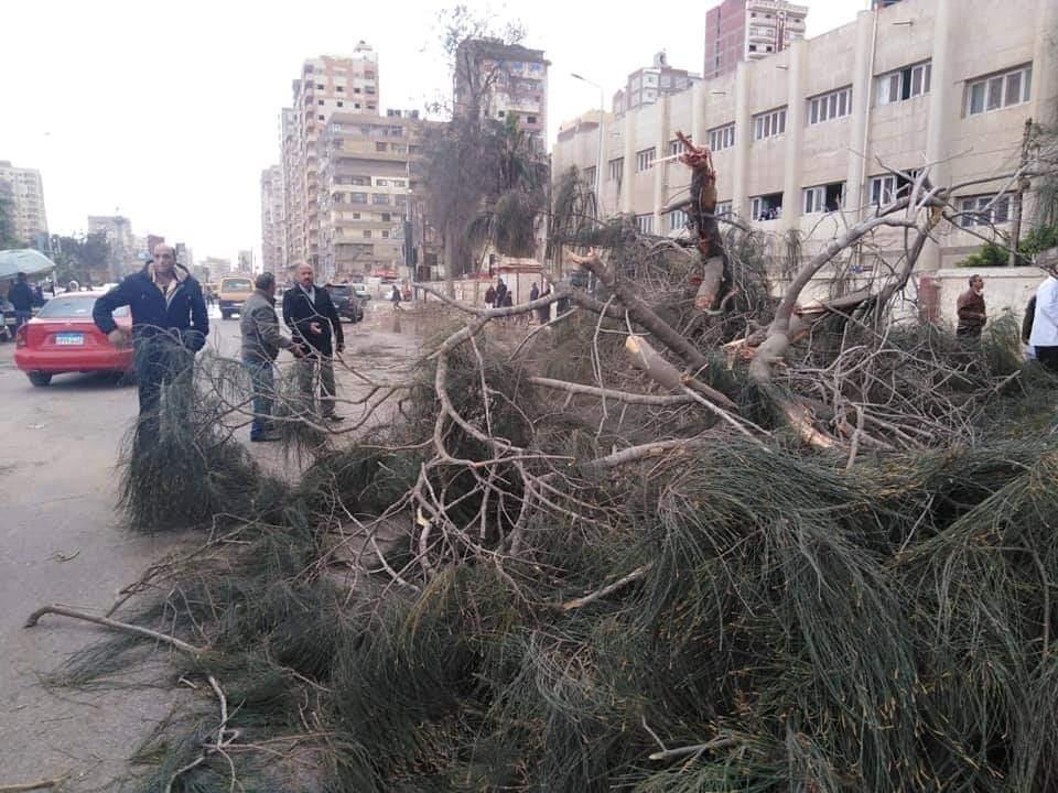 سقوط شجرة أمام مستشفى الصدر بالمحلة بسبب الرياح (1)