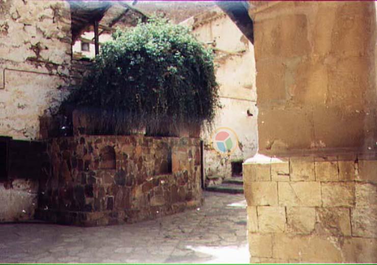 شجرة العليقة بدير سانت كاترين  (1)