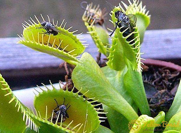 how-to-grow-venus-flytrap-at-home-2