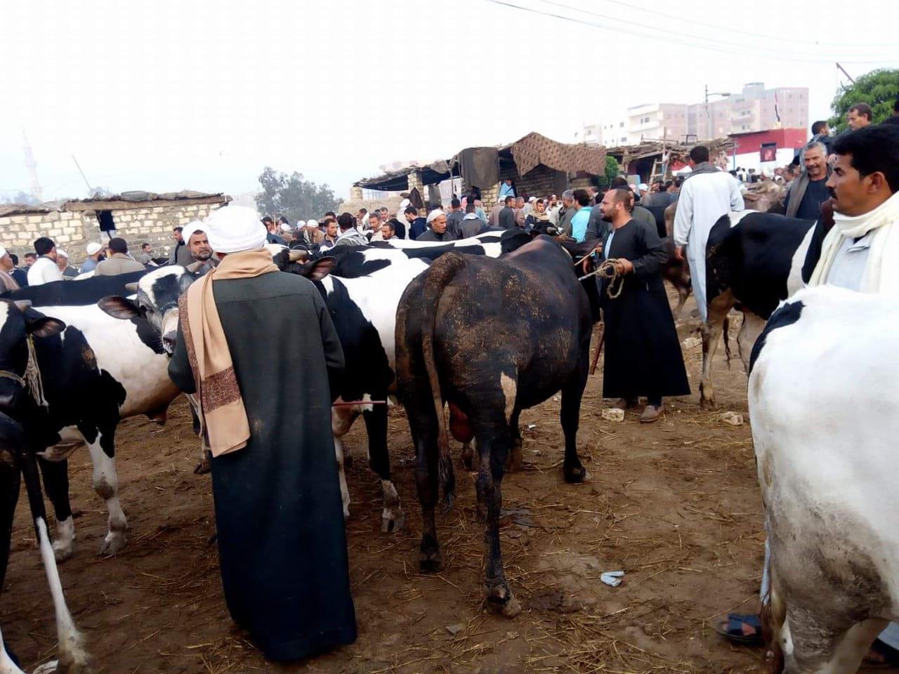مربو الماشية بالفيوم يلجأون لبيعها للجزارين                                                                                                                                                             
