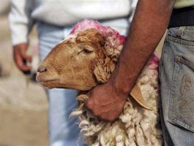 بالفيديو| علي جمعة يرد على قول البعض إن ذبح الأضحية فيه قسوة بالفيديو| علي جمعة يرد على قول البعض إن ذبح الأضحية فيه قسوة