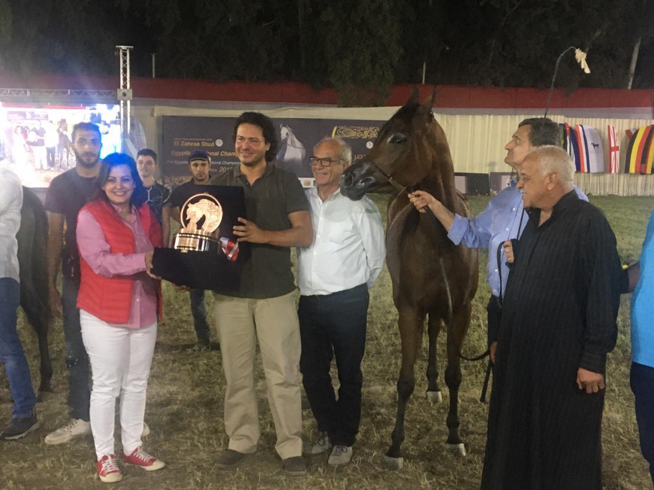 بطولة مصر لجمال الخيول