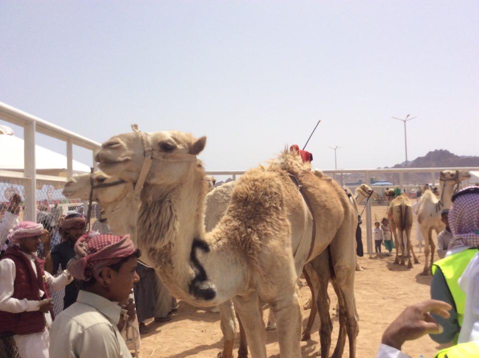 انطلاق مهرجان الهجن  (1)