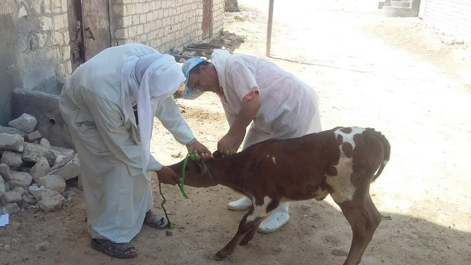 تحصين الماشية ضد الحمى القلاعية بالإسكندرية (1)