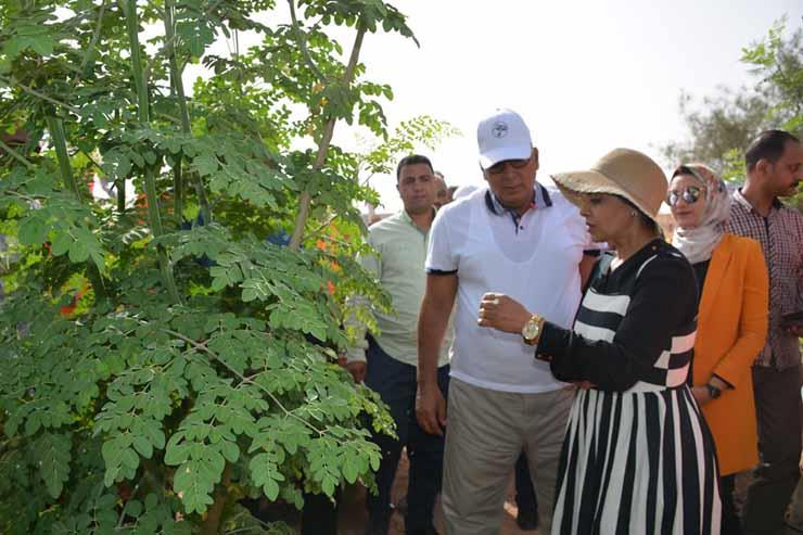 الوادي الجديد تفتح مشروع المورينجا وتخصص 50 فدانا لزراعتها  (1)