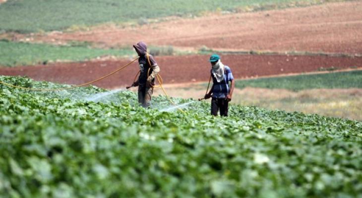 بلومبرج: ارتفاع أسعار عدد من المحاصيل الغذائية إلى أعلى مستوى في 8 سنوات