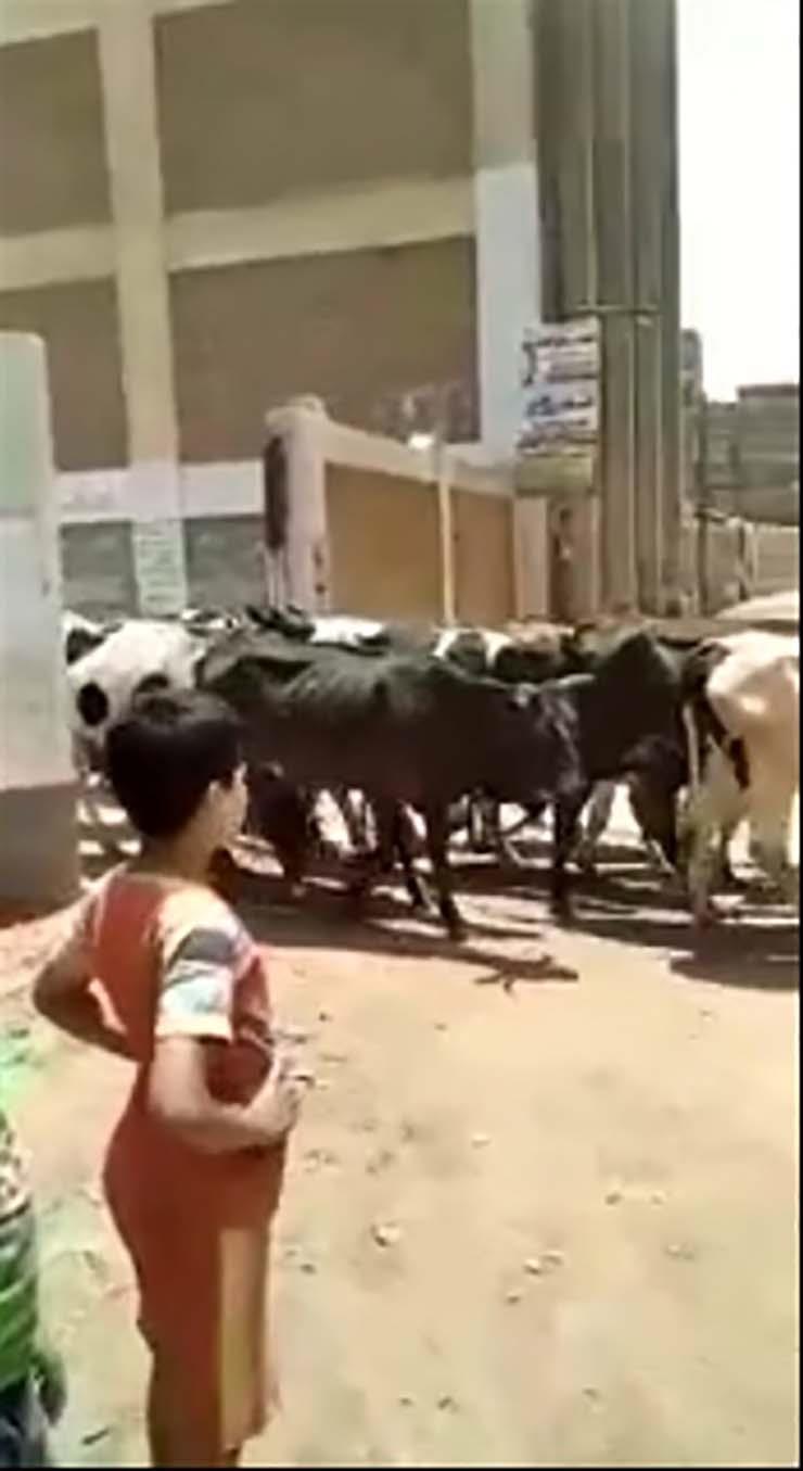 صور الماشية أثناء خروجها من المدرسة 1