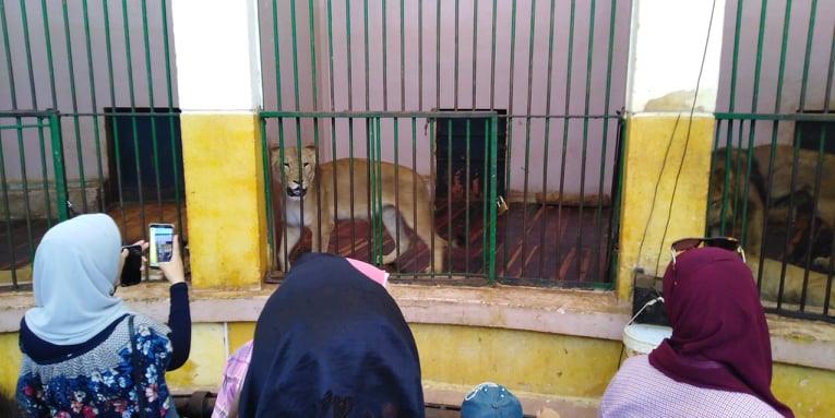 إقبال كثيف على حديقة الحيوان بالإسكندرية في عيد الأضحى (1)