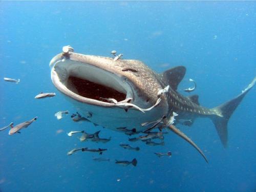 القرش الحوتي (1)