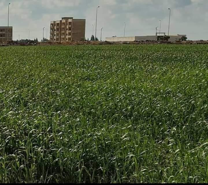 لجنة زراعة بورسعيد تفحص زراعات القمح