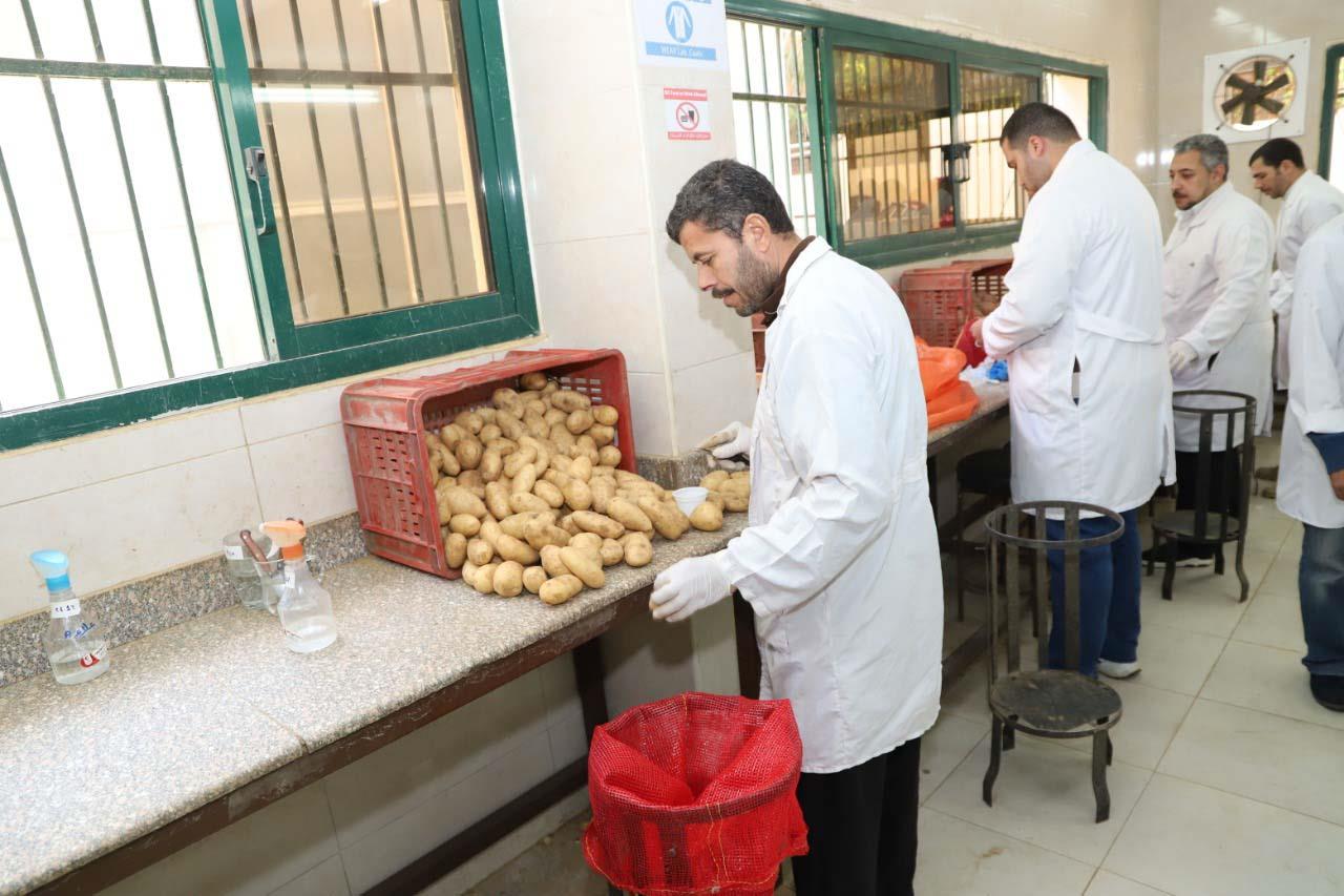 افتتاح مشروع حصر ومكافحة مرض العفن البني في البطاطس