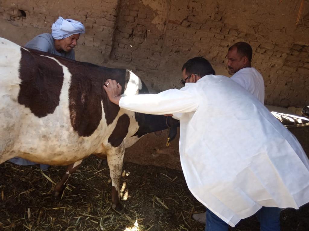 فحص وتحصين الماشية من الأمراض الوبائية 