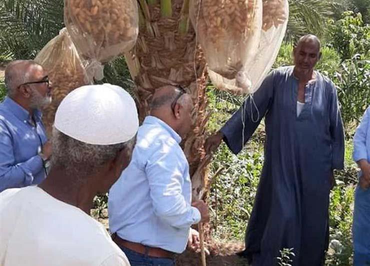 درااسة عملية عن النخيل والبلح