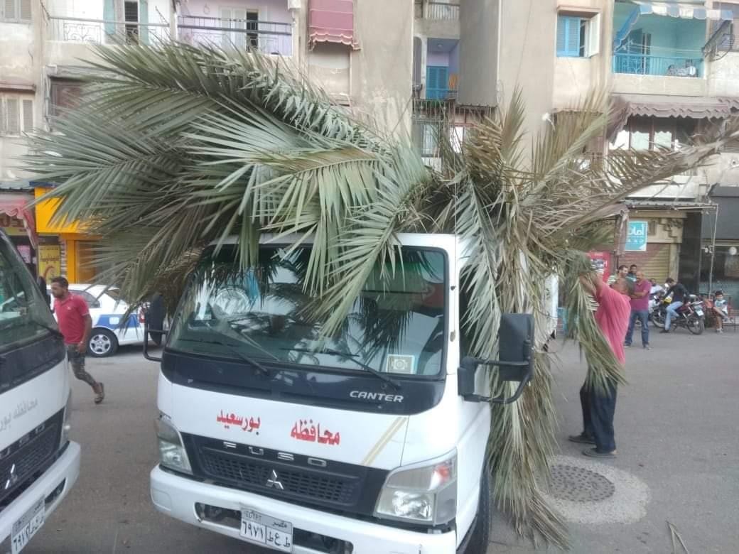 رفع 3 أشجار نخيل سقطت بسبب الرياح في بورسعيد