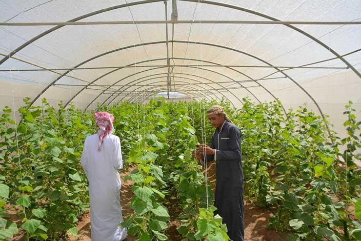 محافظ جنوب سيناء: زراعة 400 صوبة لتحقيق الاكتفاء الذاتي