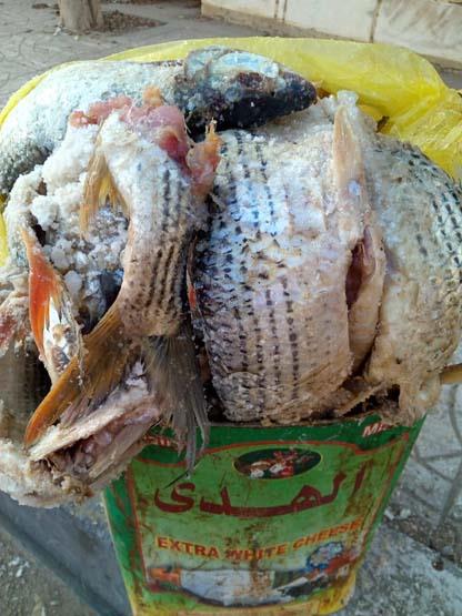 ضبط 2.5 طن أسماك غير صالحة للاستهلاك الآدمى بالفيوم 