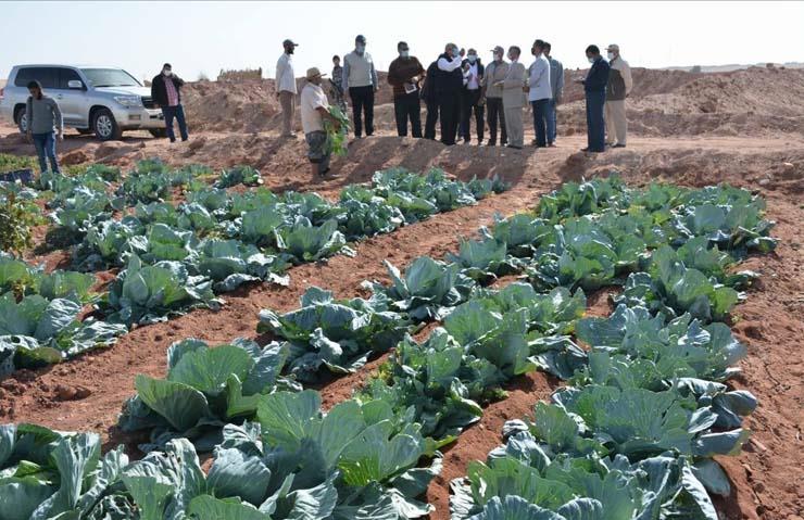 الوادي الجديد تنفذ مشروعا لإنتاج التوت والحرير بواحة الداخلة (1)