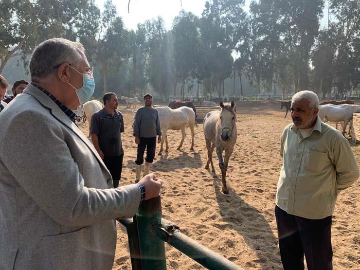 وزير الزراعة يتفقد محطة الزهراء للخيول العربية 