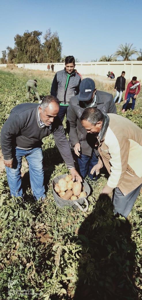 حصاد محصول البطاطس بمدرسة موط الزراعية 
