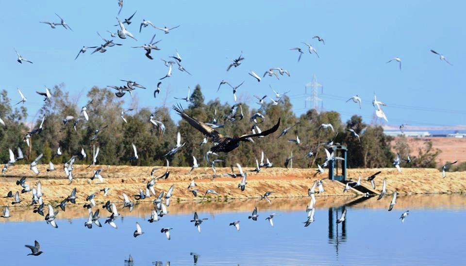 رصد الطيور المهاجرة بمحميات جنوب سيناء