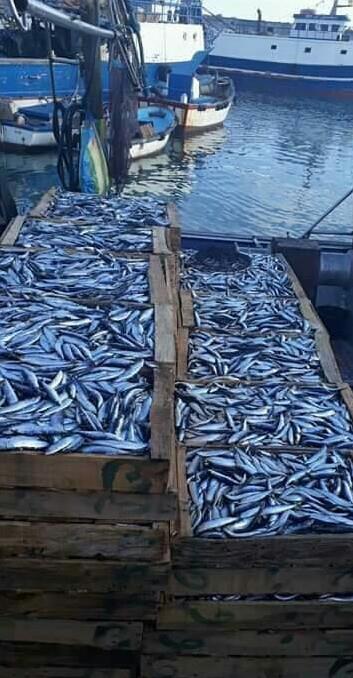 أسعار الأسماك بدمياط