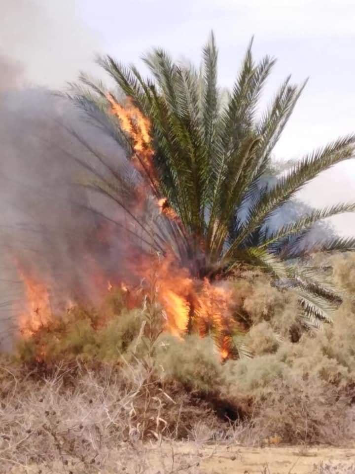 إخماد حريقين في مزارع نخيل وأشجار مثمرة بمنطقة موط وعزبة الجيزة بالداخلة في الوادي الجديد