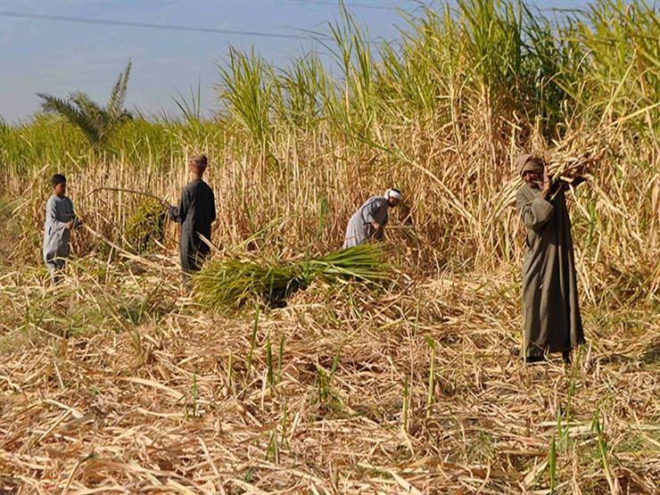 "الزراعة": 5 توصيات فنية لمزارعي محصول قصب السكر في أكتوبر 