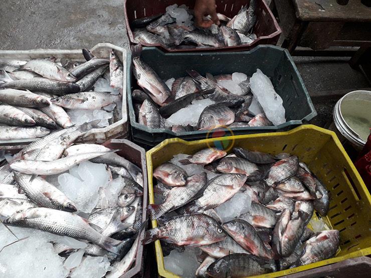 ارتفاع أسعار الأسماك في كفر الشيخ