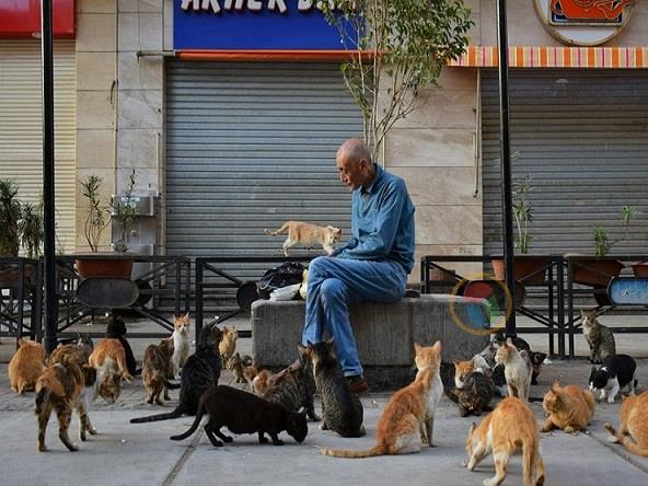 محمد يشارك القطط وحبة الغذاء 
