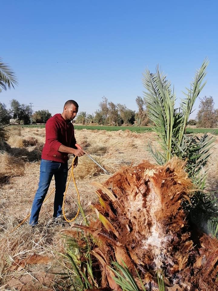 ظهور أول حالة لمرض إيدز النخيل بواحة باريس في الوادي الجديد 