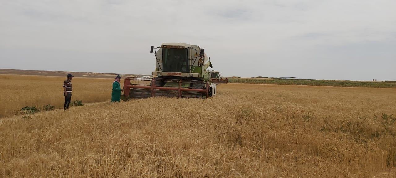 حصاد القمح والبنجر بمشروع غرب المنيا 