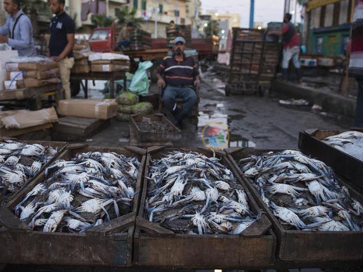 مع اقتراب العيد.. ارتفاع في أسعار السمك والمأكولات البحرية بسوق الجملة مع اقتراب العيد.. ارتفاع في أسعار السمك والمأكولات البحرية بسوق الجملة