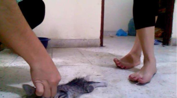 فتاتان تعذبان قطة بوحشية حتى الموت 